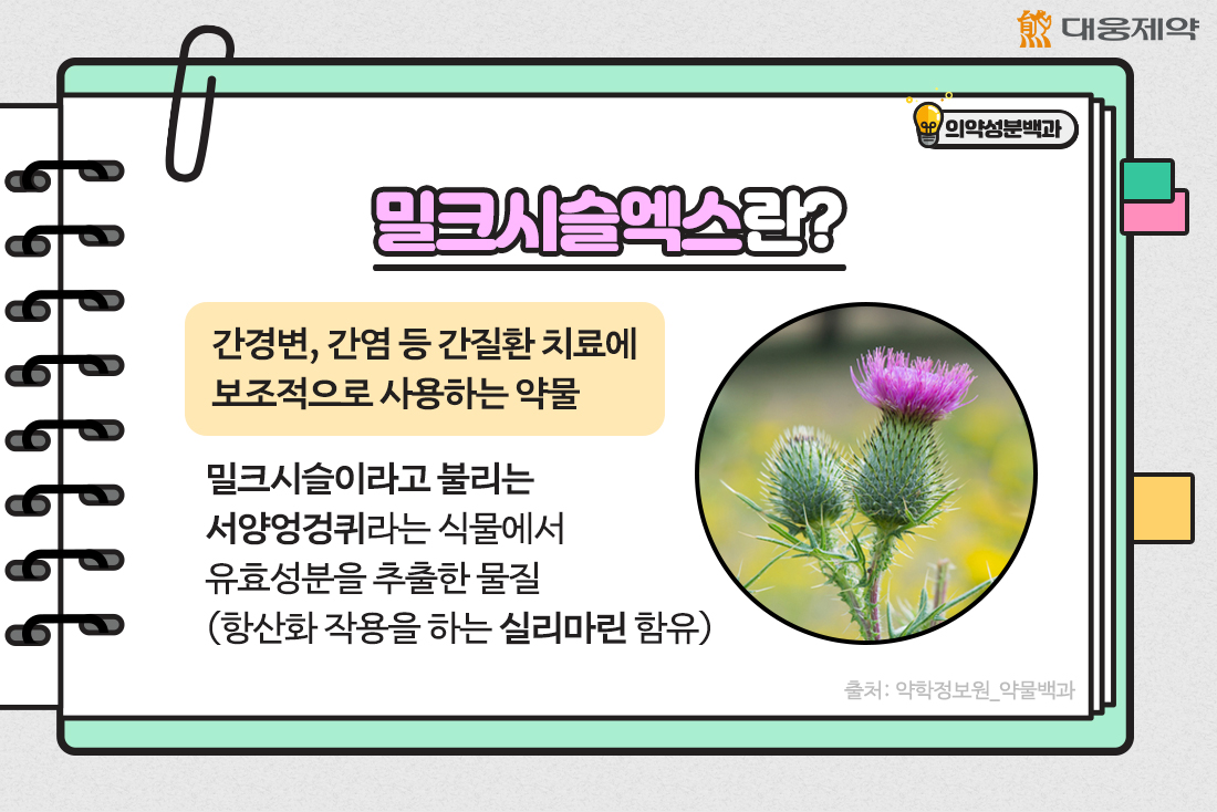 밀크씨슬의 효능 중 간건강, 숙취해소, 피부미용에 탁월